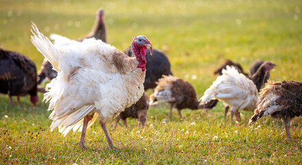 Turkeys walk on the grass in a green meadow in a pasture. Animal husbandry and agriculture in the mountains.