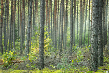 Fototapeta premium Misty autumn forest. autumn in misty forest. Morning fog in autumn forest Poland Europe, Knyszyn Primeval Forest, birch trees, spruce trees, pine trees
