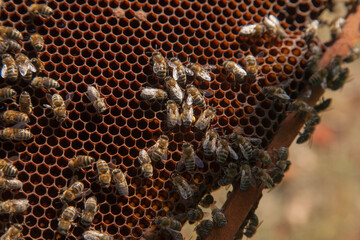 Working bees on the brown honeycomb with sweet honey..
