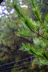 Obraz premium 우중