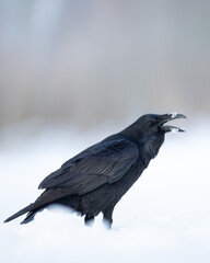 beautiful raven Corvus corax sitting on the snow, winter time North Poland Europe	