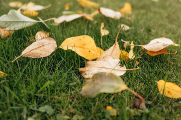 Autumn dry fallen colorful leaves. Natural background.