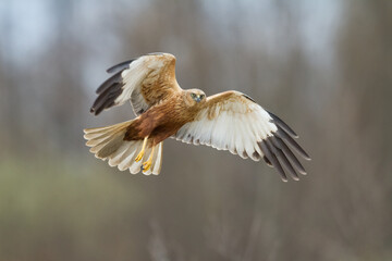 Flying Birds of prey Marsh harrier Circus aeruginosus, hunting time Poland Europe