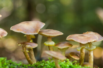 Autumn mushrooms growing in the forest