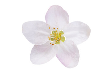 Obraz na płótnie Canvas Apple tree flowers isolated