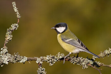 Colorful great tit ( Parus major ) perched on a tree trunk, photographed in horizontal, amazing background	