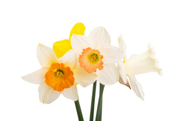 Fototapeta na wymiar Flowers daffodils isolated