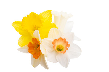 Flowers daffodils isolated