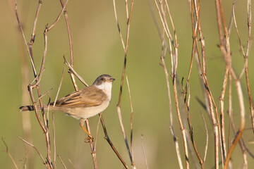 Bird Whitethroat Sylvia communis male Poland, Europe