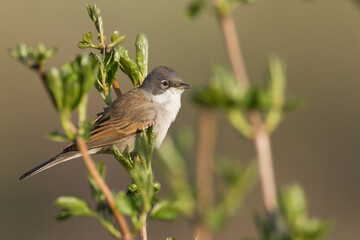 Bird Whitethroat Sylvia communis male Poland, Europe