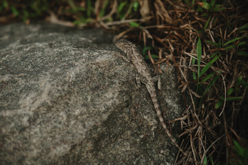 Lizard on a stone in Sri Lanka. 