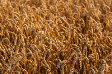 Close up of ripe wheat ears. Beautiful backdrop of ripening ears of golden field.