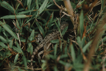 Lizard on the background of grass in Sri Lanka