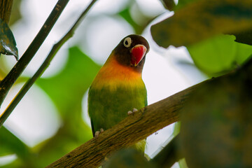 Close up Lovebird in the branch.