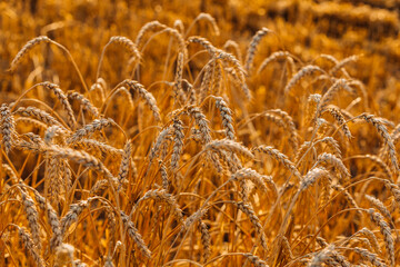 Close up of ripe wheat ears. Beautiful backdrop of ripening ears of golden field.