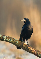 Bird Rook corvus frugilegus landing, black bird in winter time, Poland Europe