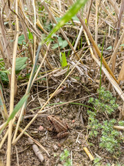 European grass frog