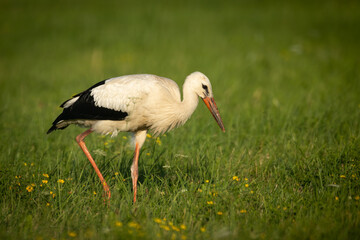 Fototapeta premium white stork Ciconia ciconia walking among green meadow Poland Europe