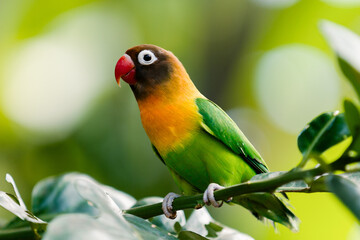 Close up Lovebird in the branch.