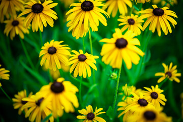 summer garden - rudbeckia summer time wallpaper or background, amazing yellow flower