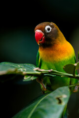 Fototapeta na wymiar Close up Lovebird in the branch.