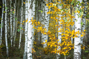 Misty autumn forest. autumn in misty forest. Morning fog in autumn forest Poland Europe,	Knyszyn Primeval Forest, birch trees, spruce trees, pine trees