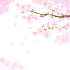 Obraz na płótnie Canvas 桜の枝　水彩、テクスチャー