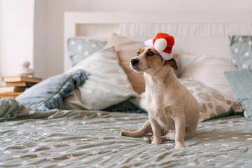 Russell dog having relaxing siesta in bedroom on bed with pillows with red Santa Claus hat or a...