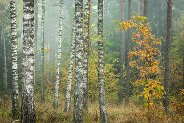 Misty autumn forest. autumn in misty forest. Morning fog in autumn forest Poland Europe,	Knyszyn Primeval Forest, birch trees, spruce trees, pine trees