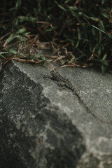 Lizard on a stone in Sri Lanka. 