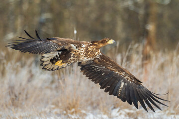 Majestic predator White-tailed eagle, Haliaeetus albicilla in Poland wild nature	