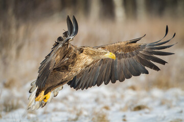 Majestic predator White-tailed eagle, Haliaeetus albicilla in Poland wild nature	