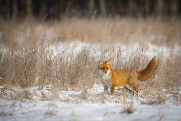 Fox Vulpes vulpes in winter scenery, Poland Europe, animal walking among snow in amazing warm light	