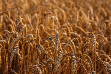 Close up of ripe wheat ears. Beautiful backdrop of ripening ears of golden field.