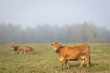 Landscape - pasture with cows, North Eastern part of Poland Europe, Autumn, misty foggy day in meadow 