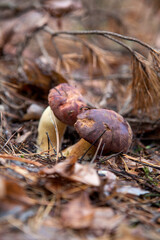 Double mushroom imleria badia commonly known as the bay bolete or boletus badius growing in pine tree forest..