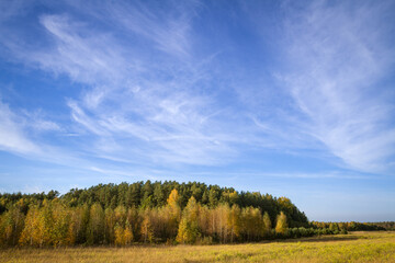 Fototapeta na wymiar Landscape autumn field with colourful trees, autumn Poland, Europe and amazing blue sky with clouds, sunny day 