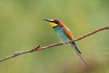 European Bee-Eater Merops apiaster perched on Branch near Breeding Colony. Wildlife scene of Nature in Northern Poland - Europe