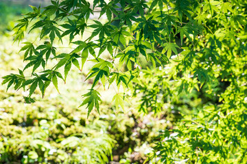 朝日を受けて葉っぱから光が透過している青モミジ