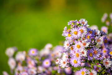 Obraz premium Lilac flowers close up. Bouquet of purple flowers. City flower beds, a beautiful and well-groomed garden with flowering bushes.
