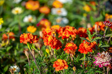 Red and orange flowers close up. Bouquet of yellow flowers. City flower beds, a beautiful and well-groomed garden with flowering bushes.