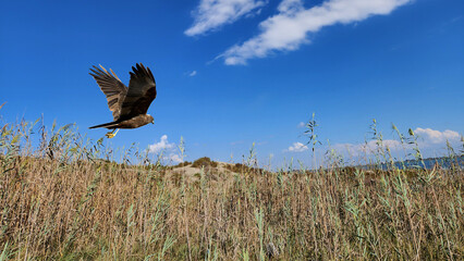 Western Marsh harrier (Circus aeruginosus) in flight over marsh in Tuzla.