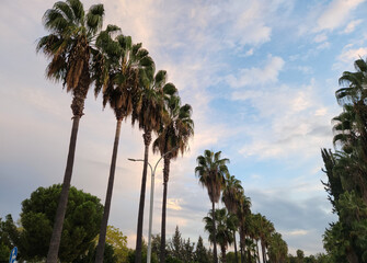 Fototapeta na wymiar Palm trees in evening in Balcali, Adana