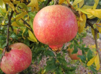 pomegranate fruits maturing on bush