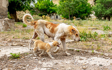Fototapeta na wymiar Abandoned animals on the streets of a ruined city, stray dogs near ruined houses. Destroyed and abandoned buildings of the city after the war, bombing, Apocalypse Dead city, ruins, evacuation.