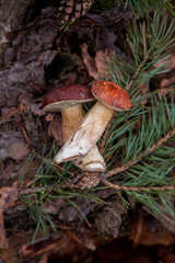 Group of wild edible bay bolete known as imleria badia or boletus badius mushroom on old hemp in pine tree forest..