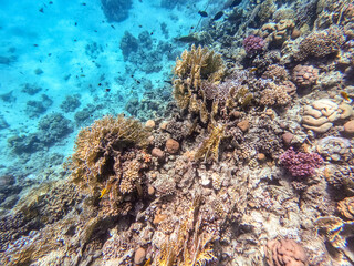 Underwater life of reef with corals and tropical fish. Coral Reef at the Red Sea, Egypt.