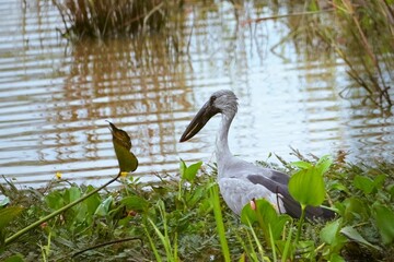 gray heron standing by the swamp