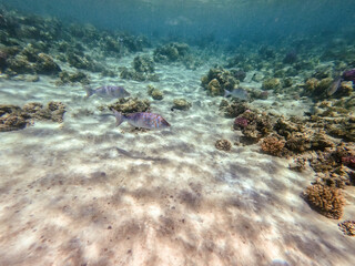 Spangled Emperor fish (Lethrinus Nebulosus) on his coral reef in the Red Sea, Egypt..