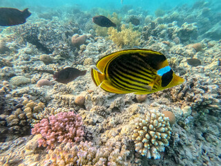 Naklejka na ściany i meble Diagonal butterflyfish (Chaetodon fasciatus) at the Red Sea coral reef..
